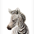 Gyvenimas – zebras